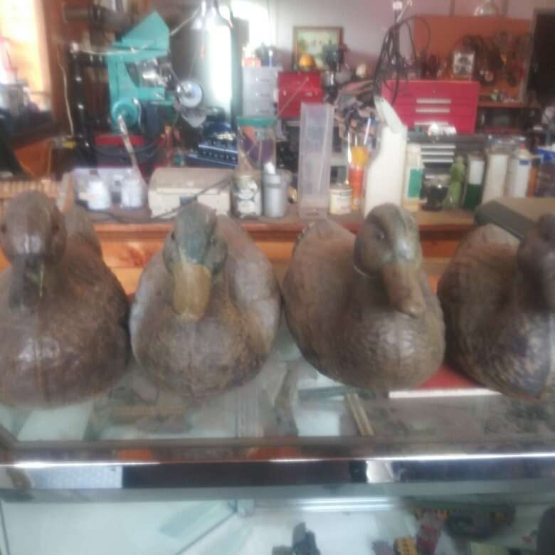 Duck Decoys