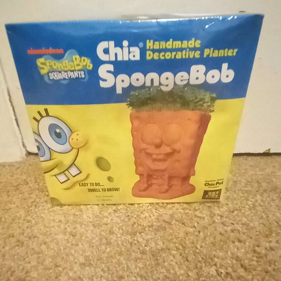 SpongeBob SquarePants chia