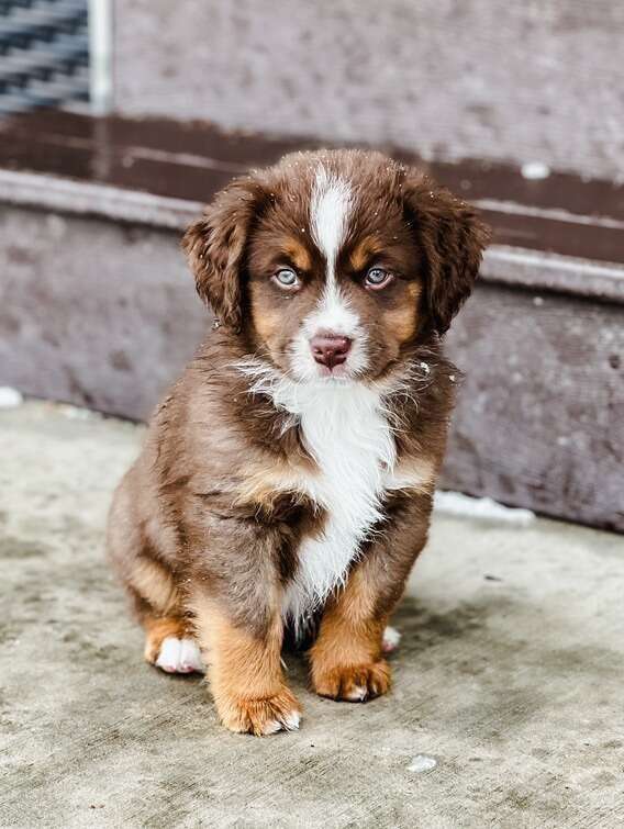 Mini Australian Shepherd Mini Aussie | Pets | ksl.com