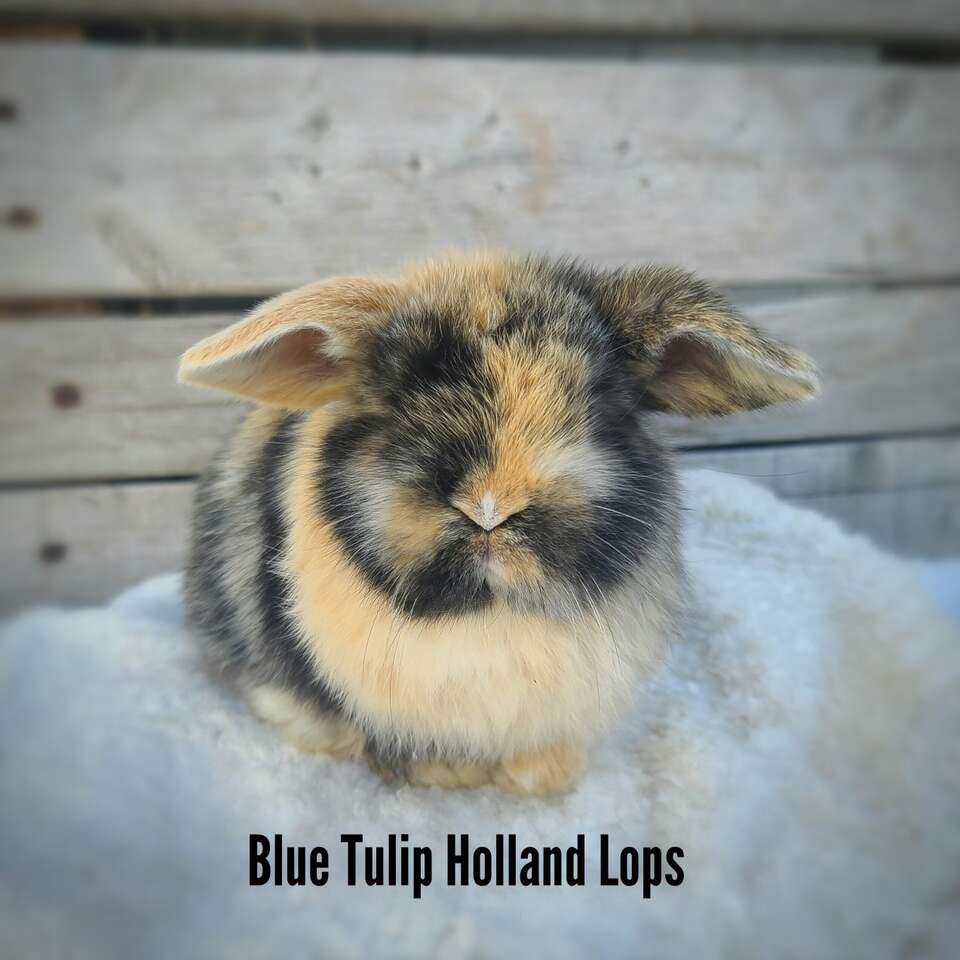 Holland Lop Doe