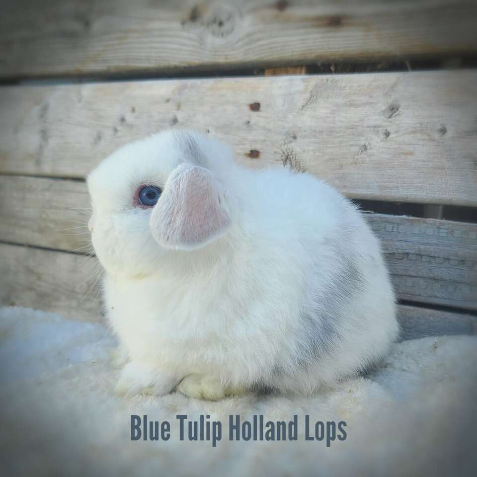 Blue Eyed Holland Lop Doe