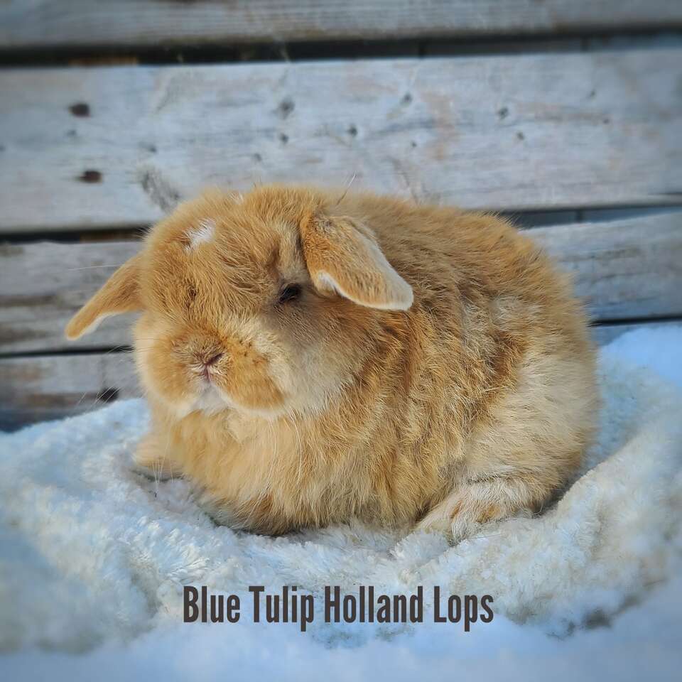 Chocolate Orange Holland lop