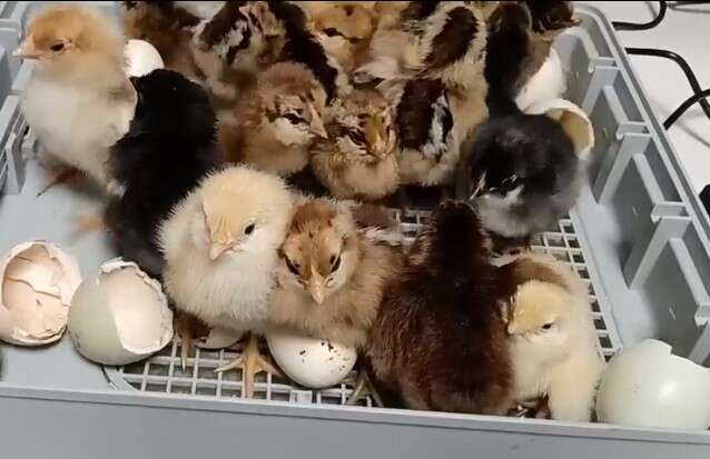 Incubator for eggs; chickens, ducks, quail etc