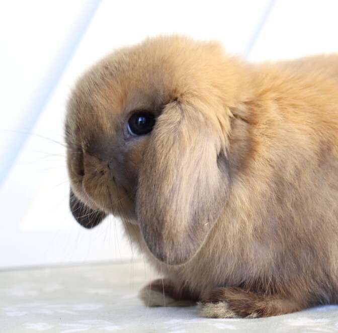 Adorable Holland Lop Baby