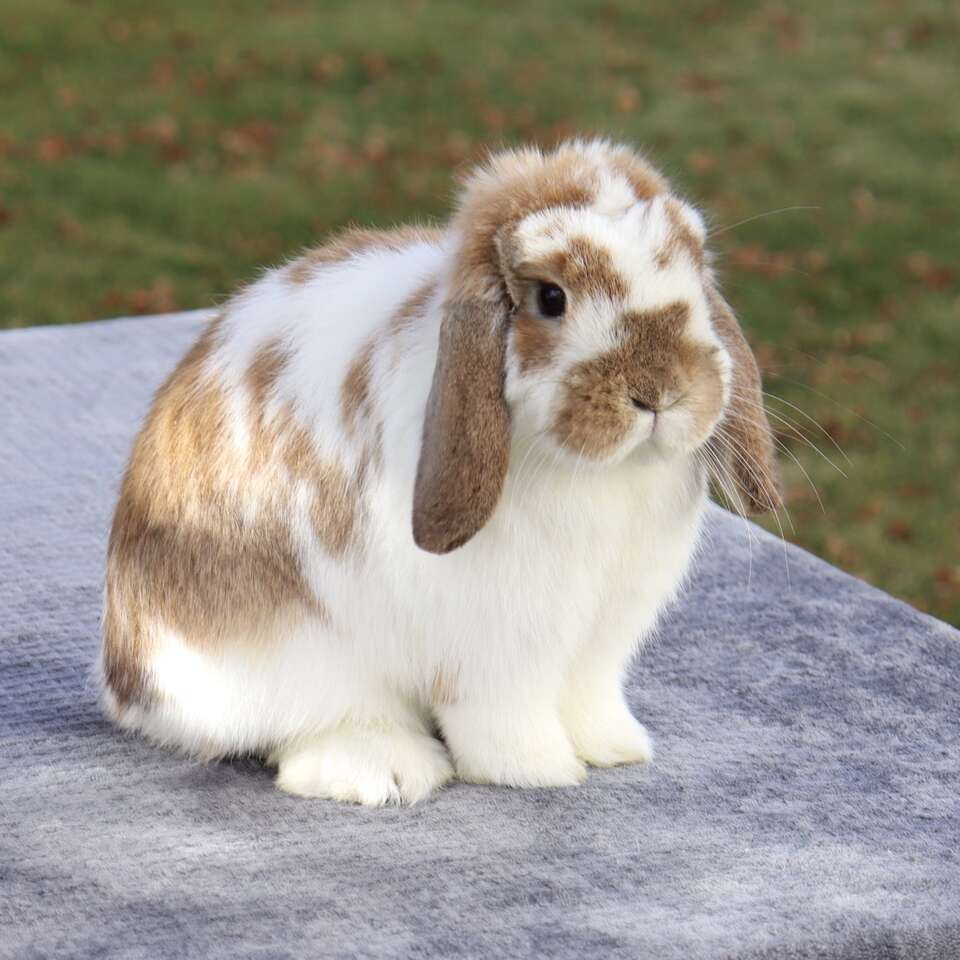 Cute Holland Lop Doe