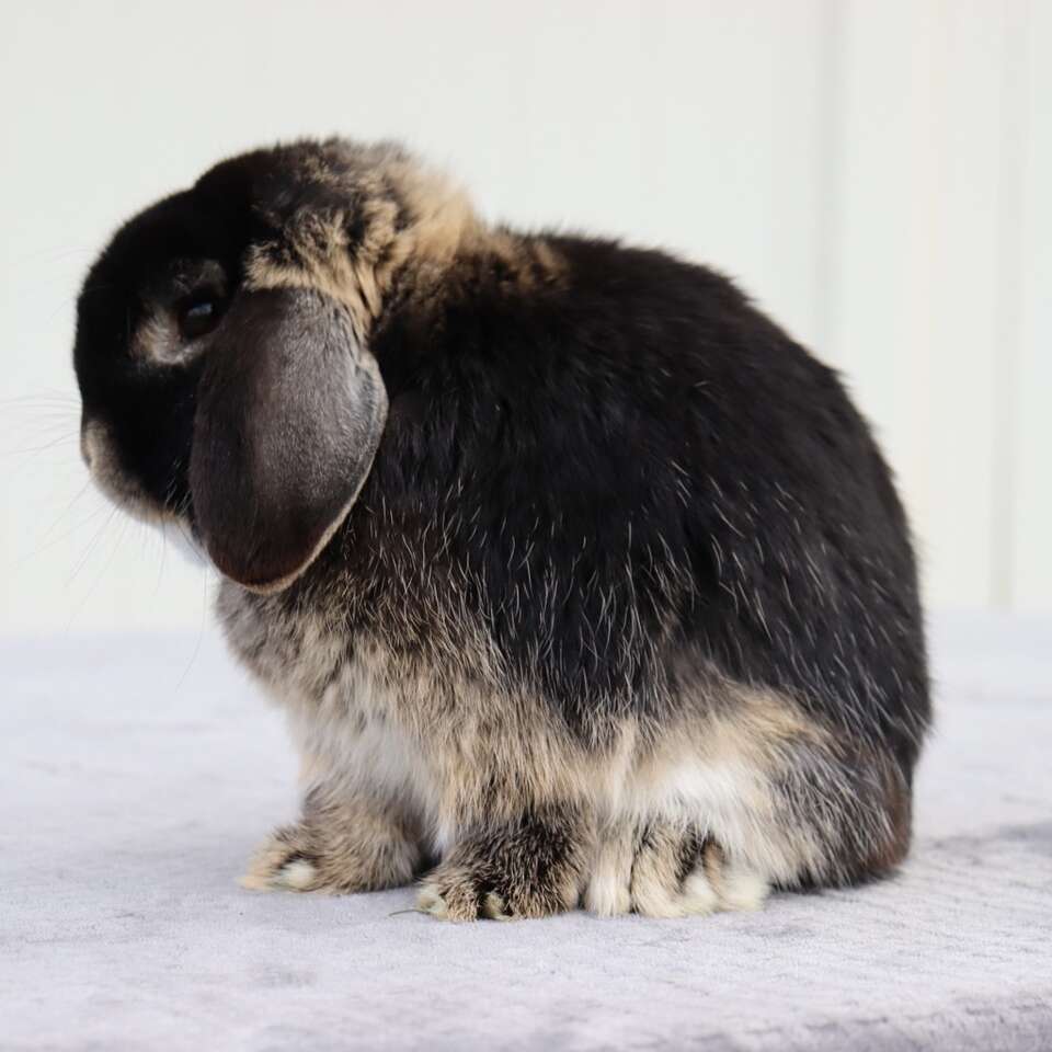 Cute Holland Lop