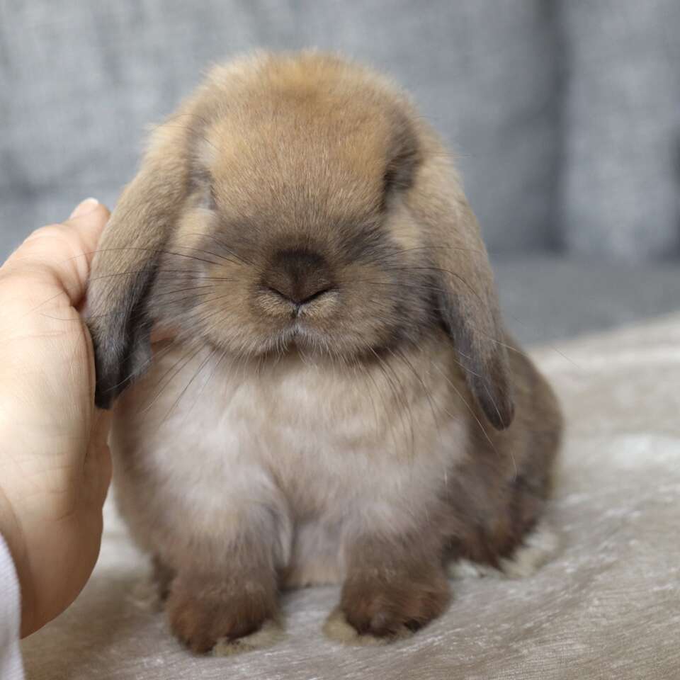 Beautiful Holland Lop Baby