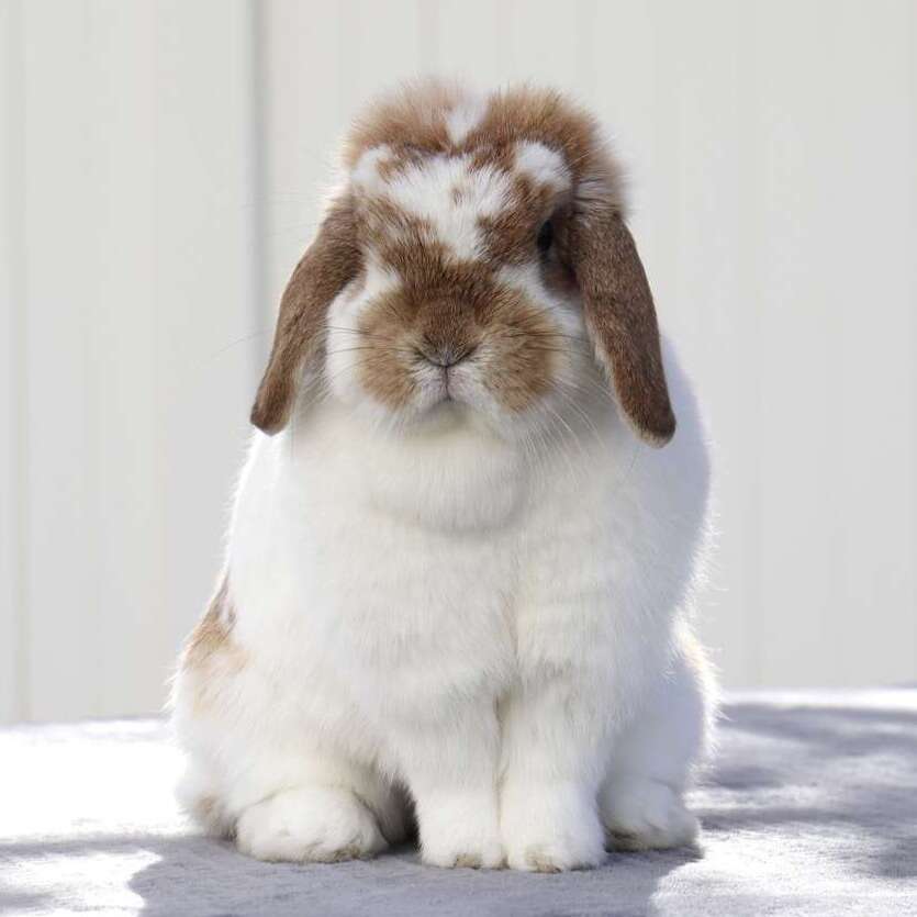 Proven Holland Lop Doe