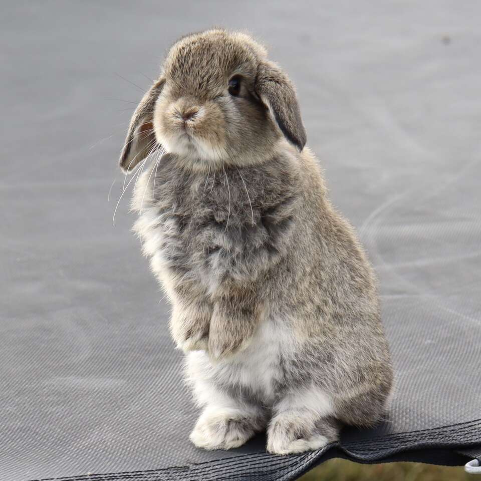 Darling Holland Lop Does