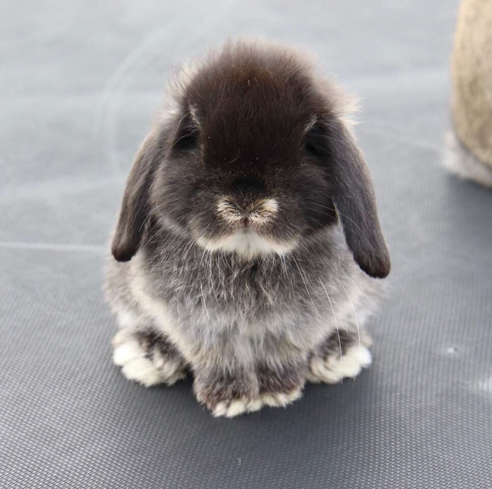 Darling Holland Lop Buck