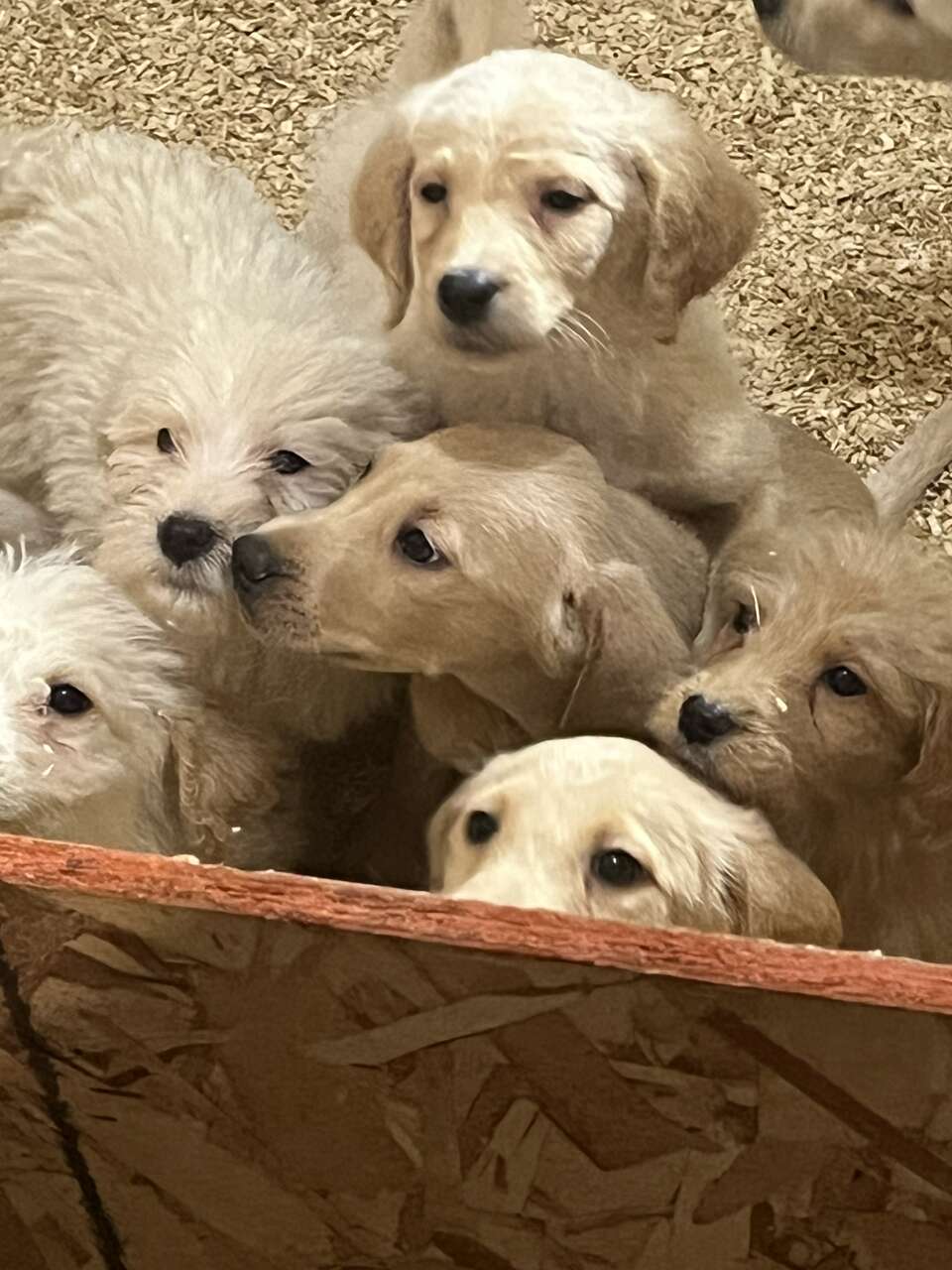 Labradoodle pups 9 weeks Pets