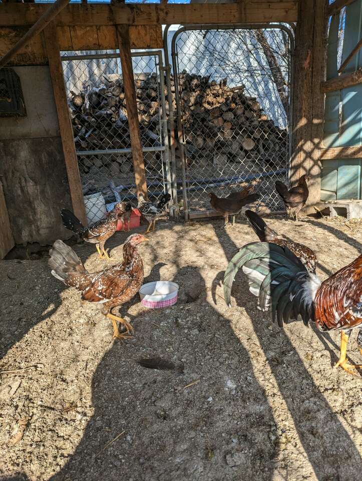 Chickens for sale Livestock