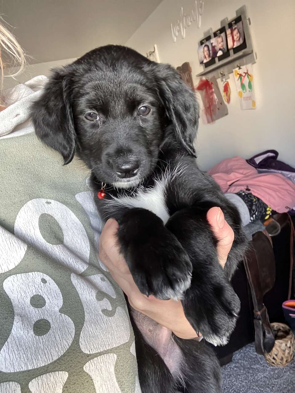 labradoodle husky puppies Pets
