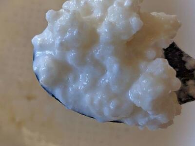 Kefir grains