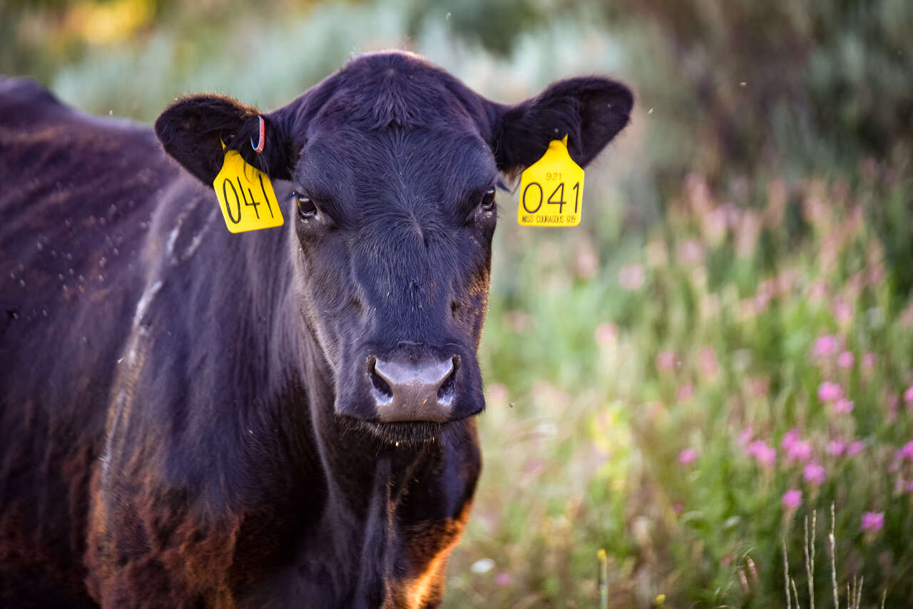 High Quality Fresh Angus Beef