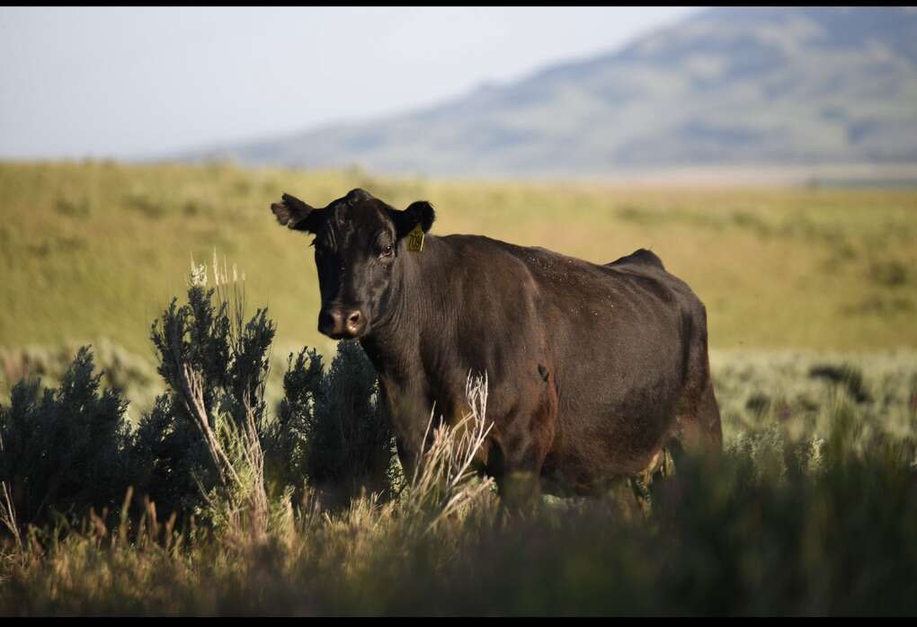 Fresh Grass Fed Angus Beef