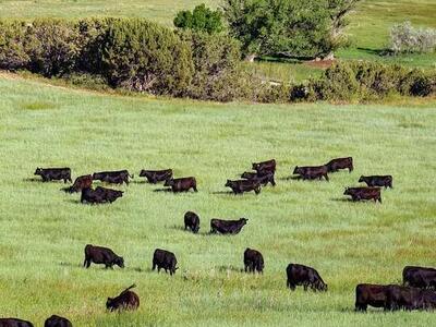 Half Beef Cow Share – Stock Your Freezer with Quality!