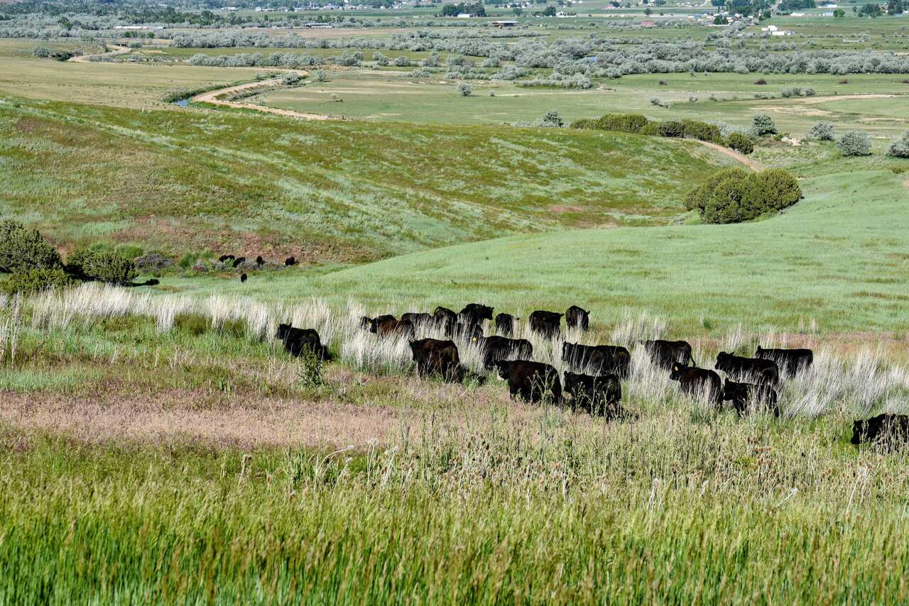 Half Beef Cow Share – Stock Your Freezer with Quality!