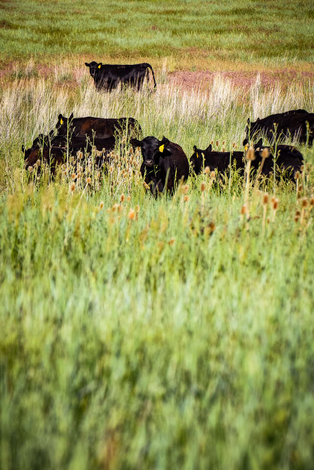 Quarter Beef Cow – Ranch-Raised & Ready for Your Freezer!