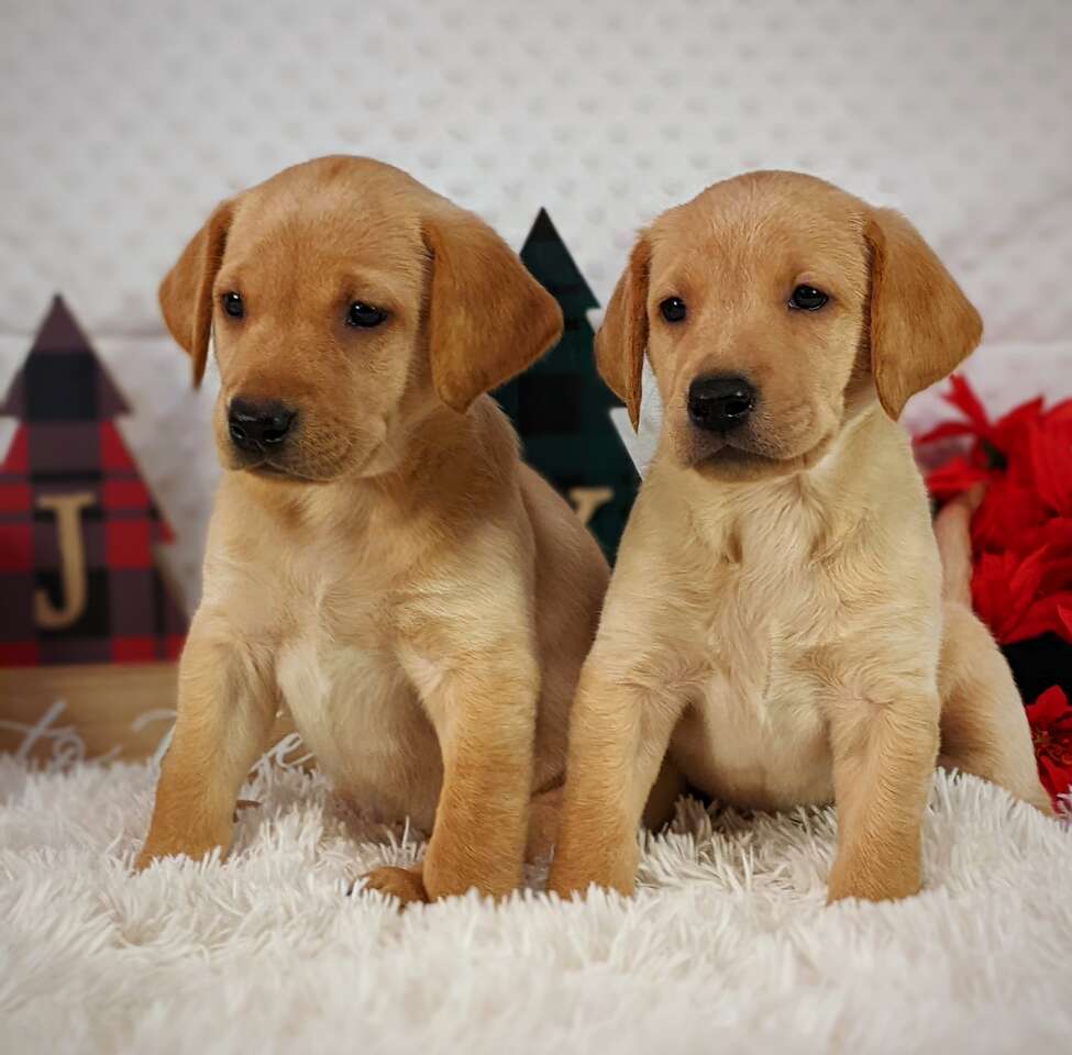 AKC Lab/Labrador puppies DNAhealth tested,… Pets