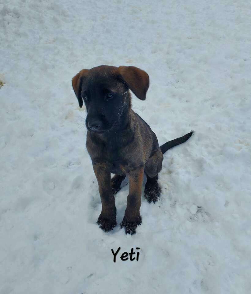 Belgian Malinois/Labradoodle Puppies Pets