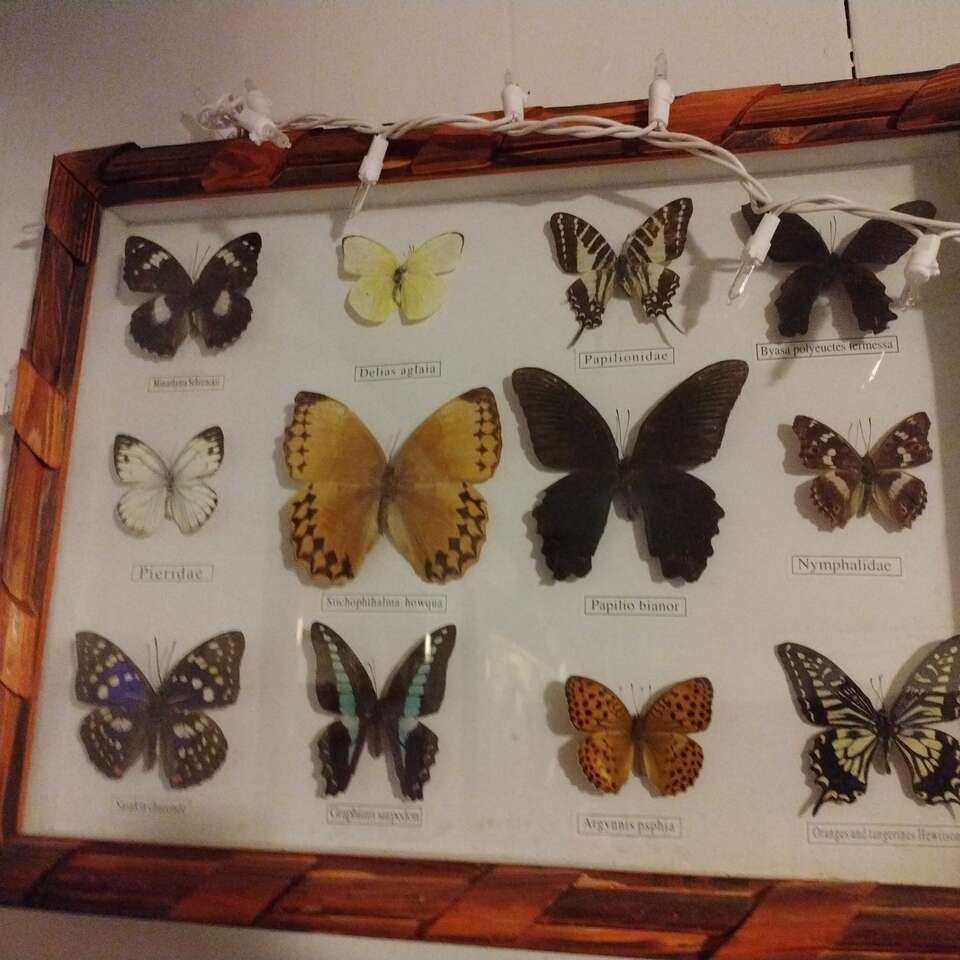 butterfly trays