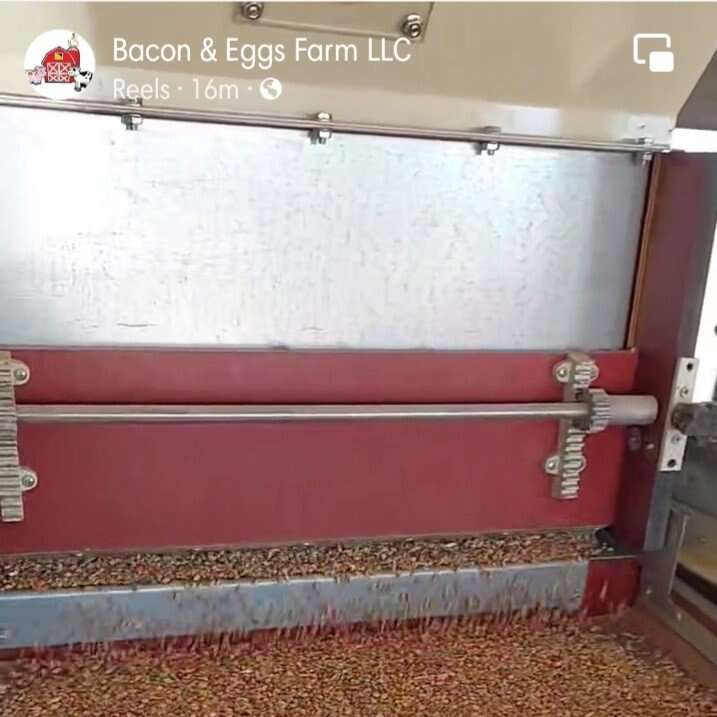 Cleaned wheat or other grains