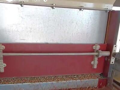 Cleaned wheat or other grains