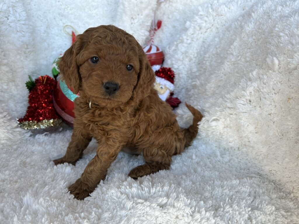 Mini Goldendoodles 1015 lbs Pets
