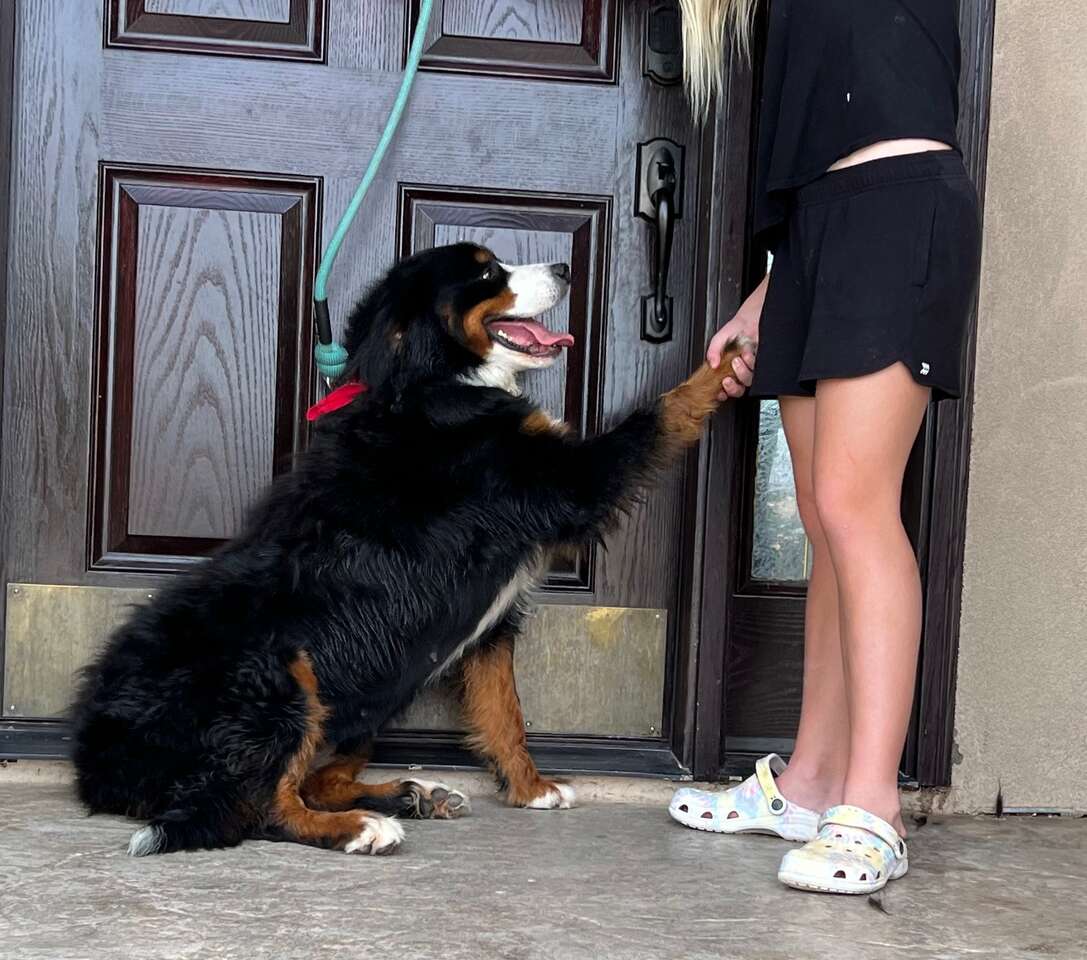 BERNESE MOUNTAIN DOG FOR SALE Pets