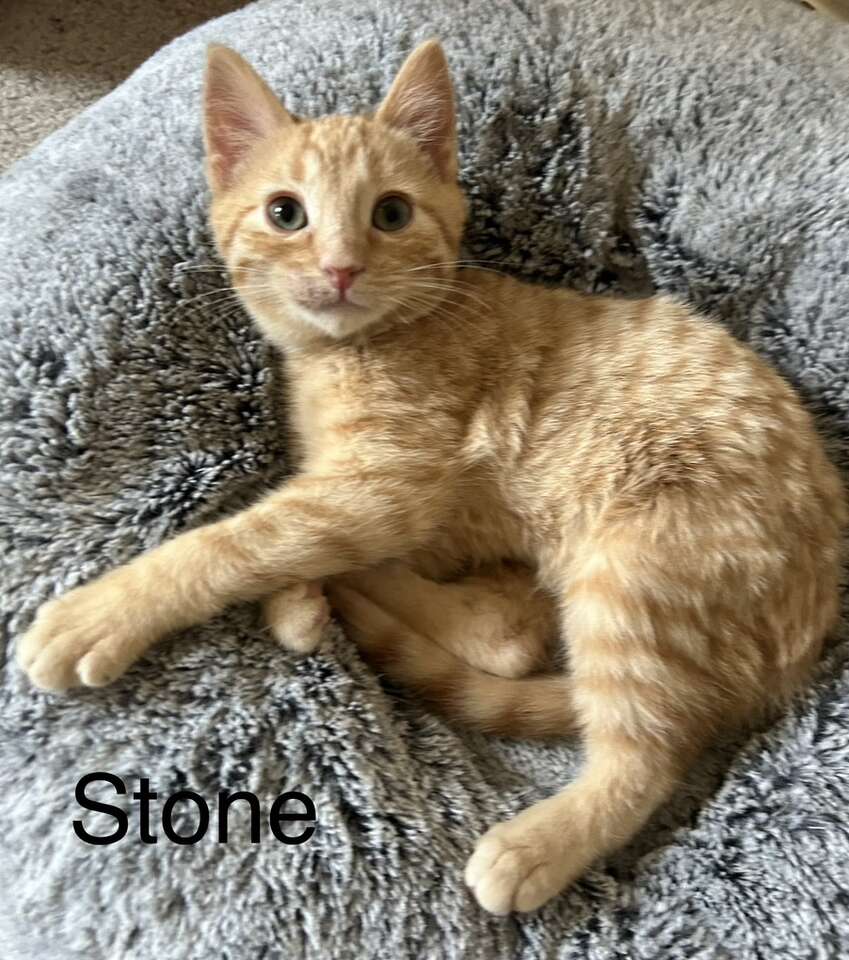 Adopt A Rescue Kitten Pets