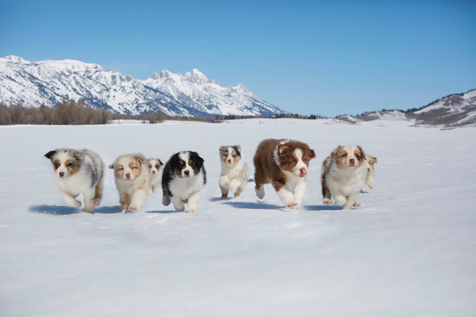Australian Shepherd Program