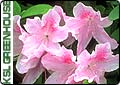 Rhododendrons and Azaleas In Utah 