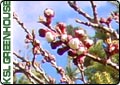 Love The Blossoms, But Hate The Messy Fruit?