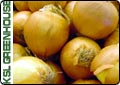 Growing Quality Onions In Utah