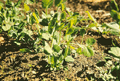 Cool Season Vegetables
