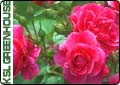 Rose Selection and Pruning