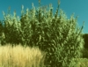 Ornamental Grasses