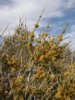 Ephedra or Mormon or Brigham Tea