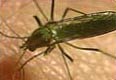 Test Results Show West Nile Virus Has Entered SL County