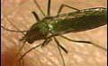 West Nile Virus Pops up in Box Elder County