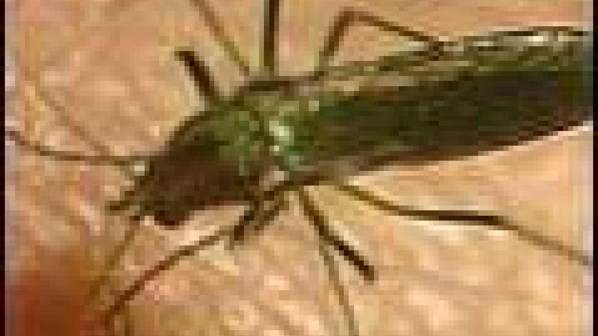 West Nile Virus Arrives in Utah