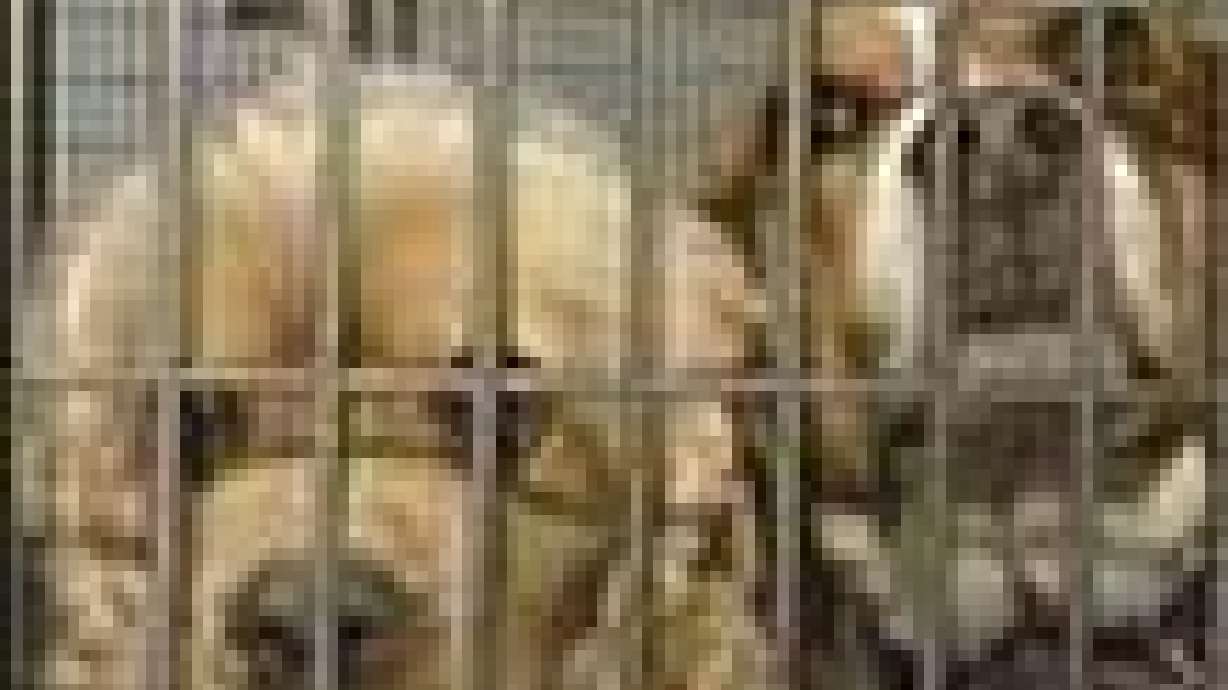 Pet adoption moratorium could be lifted