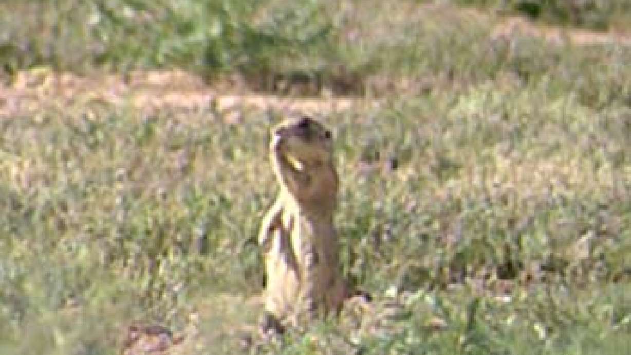 Price Put on Prairie Dogs Aims to Save Them