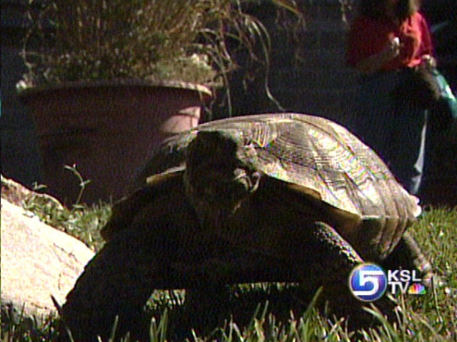 Rare Tortoise Puzzling Animal Shelter