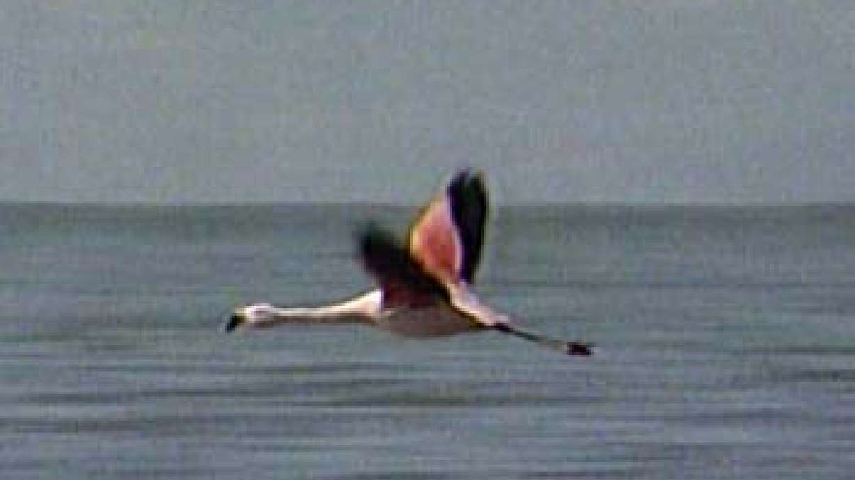 Could Pink Floyd Be Sick?