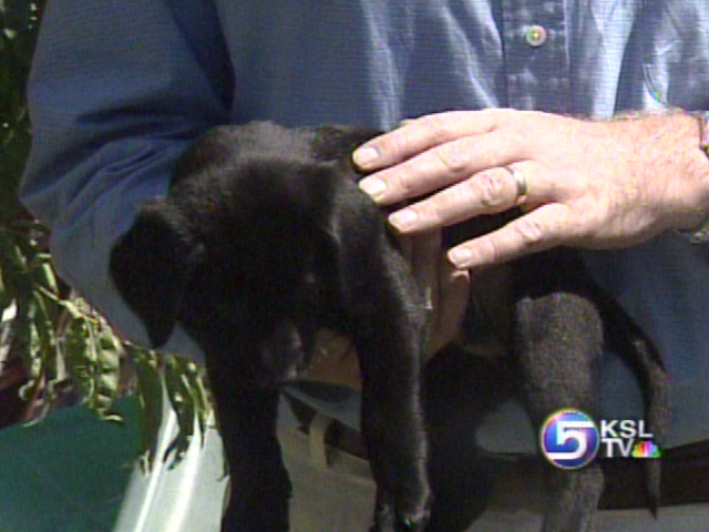 Pets Left Homeless by Katrina are Adoptable Here