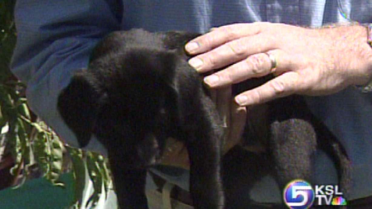 Pets Left Homeless by Katrina are Adoptable Here