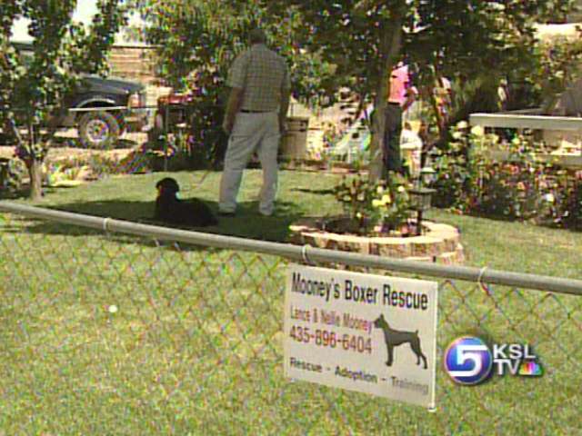 Pets Left Homeless by Katrina are Adoptable Here