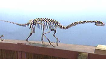 Museum of Natural History Opens Basement to Public